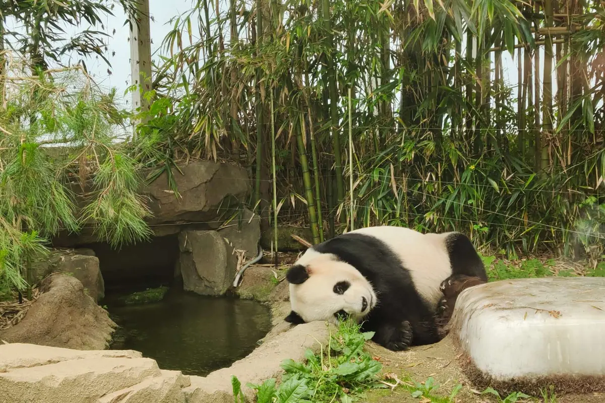 A giant panda lies on its side beside a small pool and a block of ice, with bamboo growing behind it