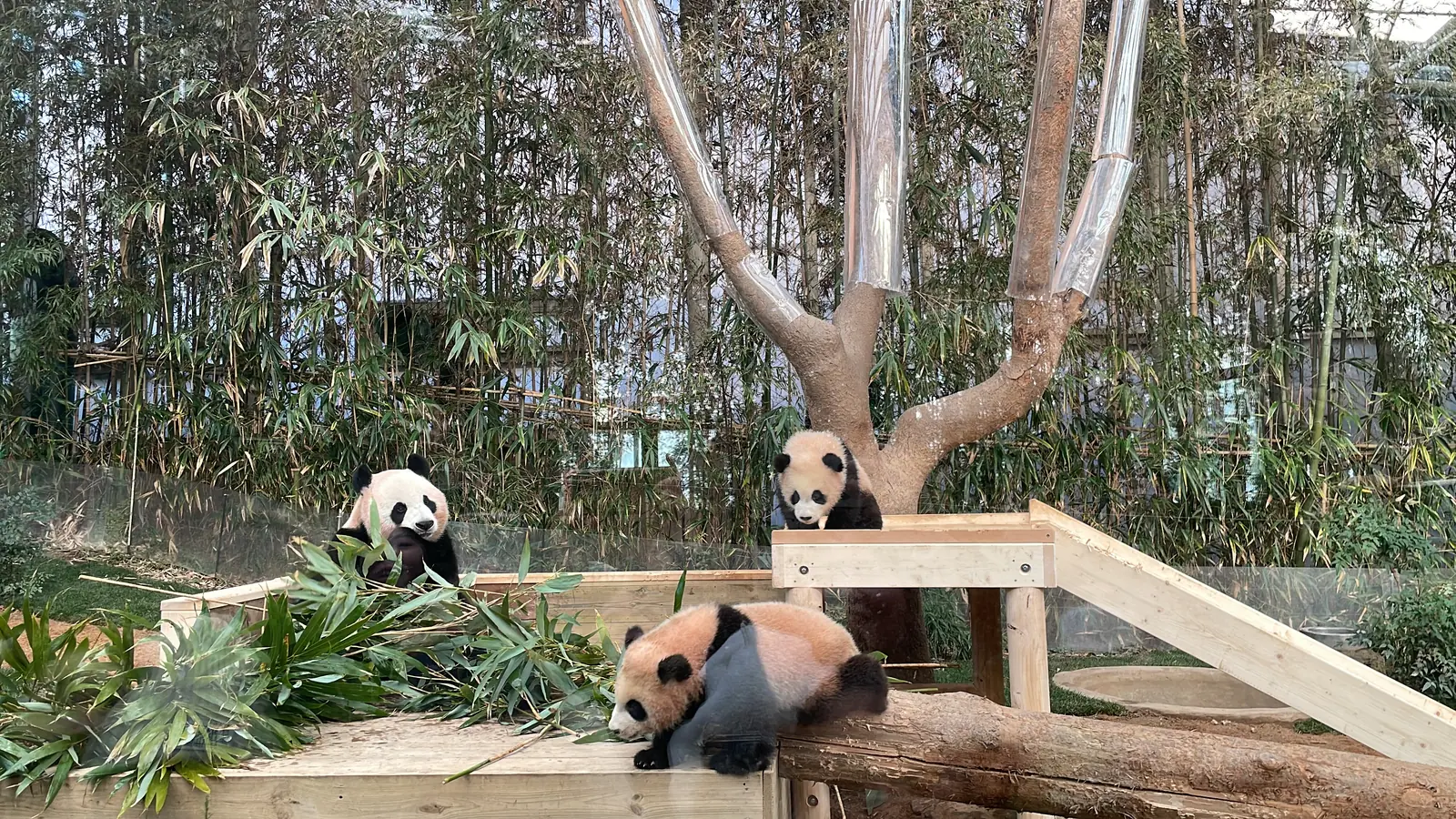 A giant panda sits among cut bamboo on a wooden platform while two younger pandas play, one on a log in the foreground and one beside a tree trunk, with a bamboo thicket behind