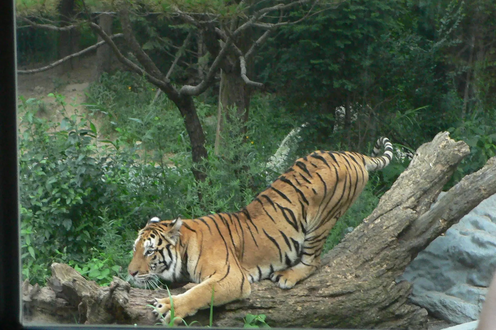 A tiger crouches on a fallen log in a wooded enclosure, seen through a window